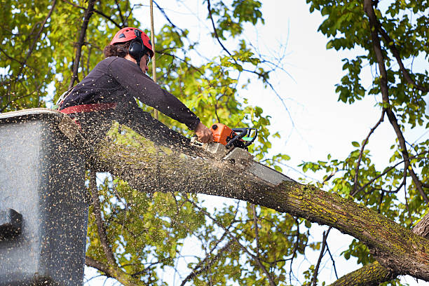 Tree Removal for Businesses